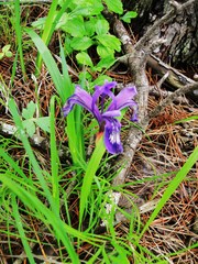 Iris uniflora