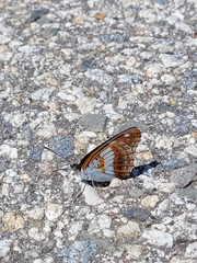 Limenitis doerriesi