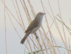 Acrocephalus gracilirostris