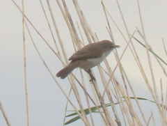 Acrocephalus gracilirostris