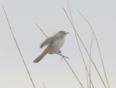 Acrocephalus gracilirostris