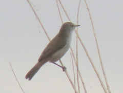 Acrocephalus gracilirostris