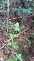 Otiophora pauciflora