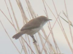Acrocephalus gracilirostris