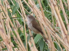 Acrocephalus gracilirostris