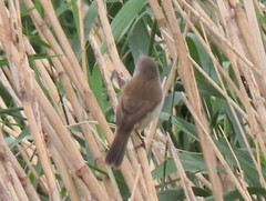 Acrocephalus gracilirostris