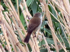 Acrocephalus gracilirostris