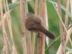 Acrocephalus gracilirostris