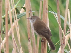 Acrocephalus gracilirostris