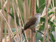 Acrocephalus gracilirostris