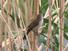 Acrocephalus gracilirostris