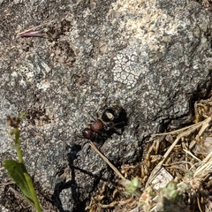 Sigilla dorsata