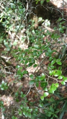 Leptolaena pauciflora
