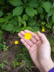Ranunculus