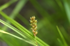 Carex conoidea