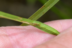 Carex conoidea