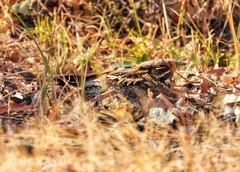 Caprimulgus asiaticus