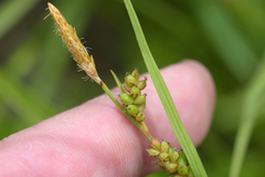 Carex conoidea