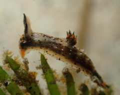Polycera melanosticta