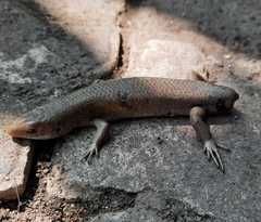 Eutropis multifasciata