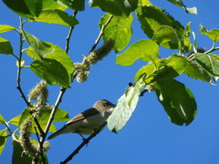 Acrocephalus dumetorum