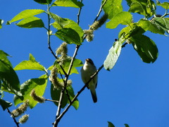 Acrocephalus dumetorum