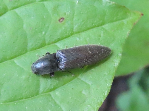 common brown click beetle, 9717 ED Groningen, Netherlands, photo 8 of 10