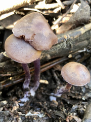 Thaxterogaster submagellanicus