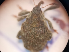Parethelcus pollinarius