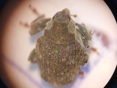 Parethelcus pollinarius