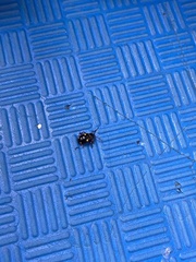 Eumorphus quadriguttatus pulchripes