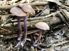 Thaxterogaster submagellanicus