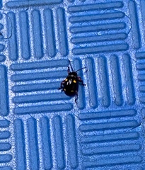 Eumorphus quadriguttatus pulchripes