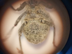 Parethelcus pollinarius