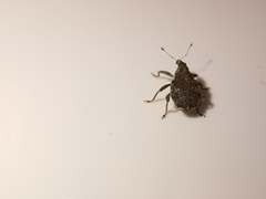 Parethelcus pollinarius