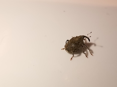 Parethelcus pollinarius