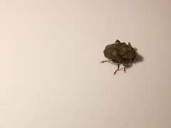 Parethelcus pollinarius