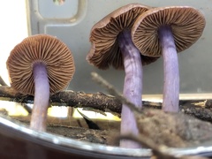 Thaxterogaster submagellanicus