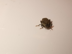 Parethelcus pollinarius