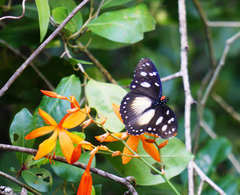 Hypolimnas anthedon wahlbergi