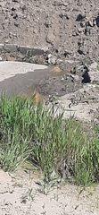 Motacilla citreola