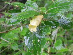 Impatiens tayemonii