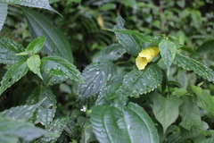 Impatiens tayemonii