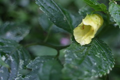 Impatiens tayemonii