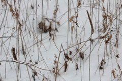 Agastache scrophulariifolia