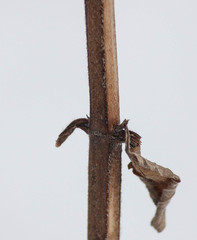 Agastache scrophulariifolia