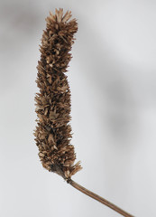 Agastache scrophulariifolia