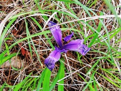 Iris uniflora
