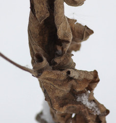 Agastache scrophulariifolia