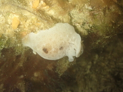 Jorunna tomentosa